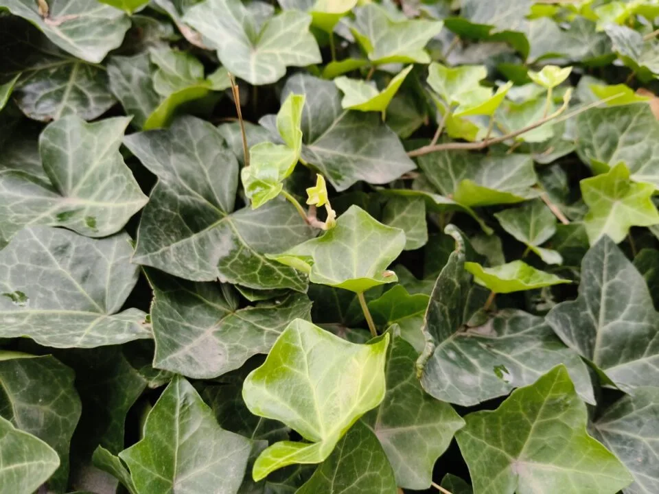 oppo-reno12-pro-zdj-11