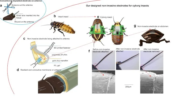 Karaluch na rysunku badaczy.