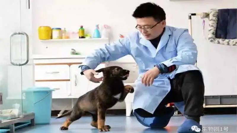 Chińczycy sklonowali psa policyjnego w celu obniżenia kosztów szkolenia i przyspieszenia treningu