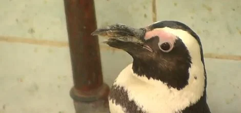 Pingwin złamał dziób. Polacy wydrukują mu protezę