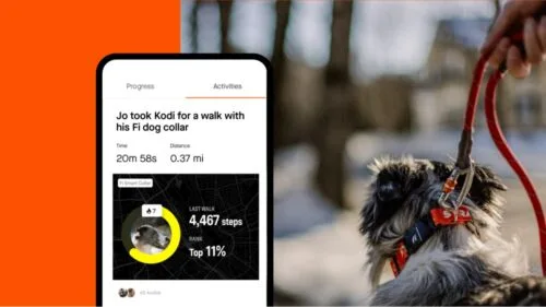 psy konta na strava obroże Fi profil