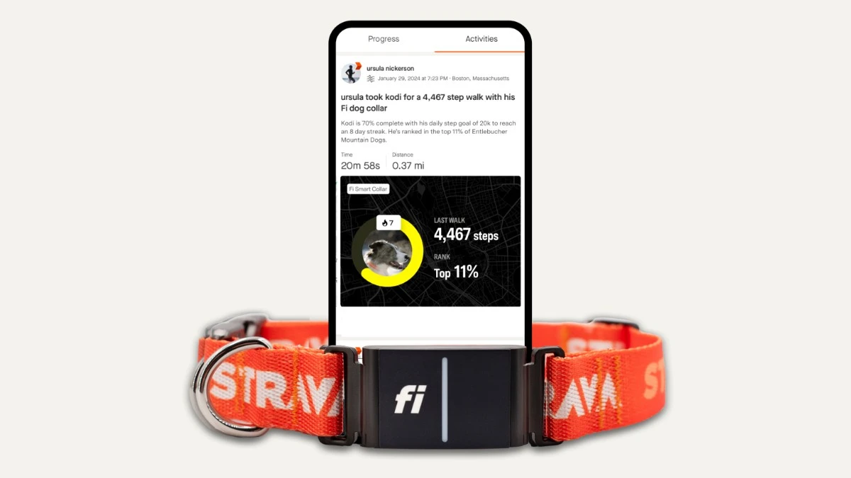 psy konta na strava obroże Fi