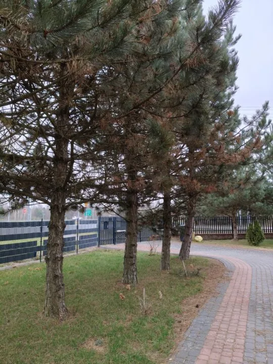 Realme 15 Pro 5G - sensor główny