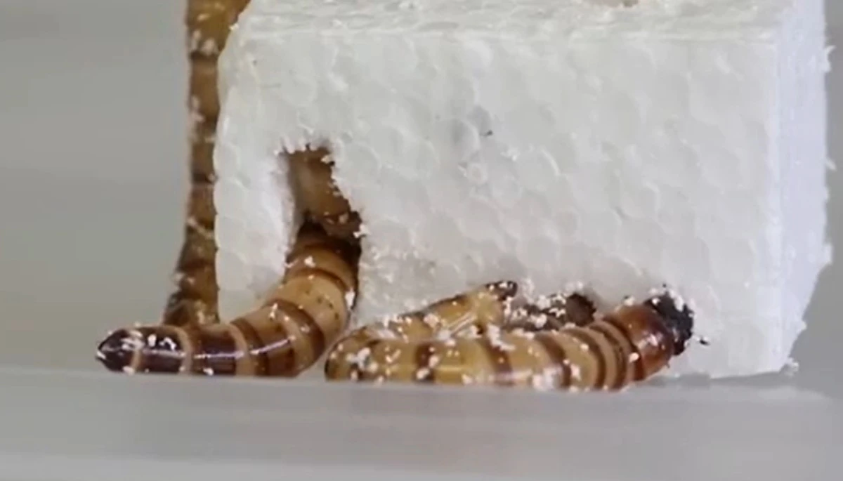 Superrobaki zjadające plastik. Naukowcy zdumieni, ale jest jeden problem