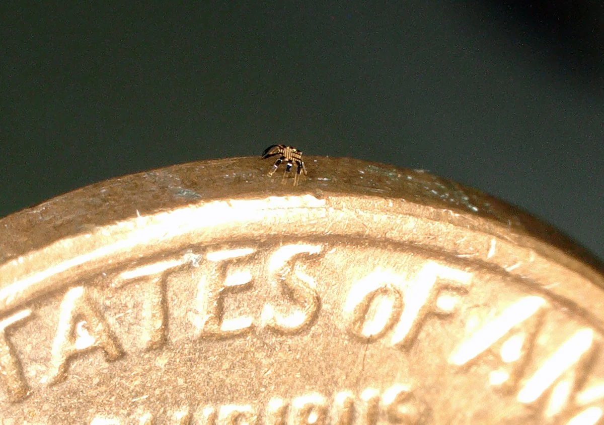 Powstał najmniejszy zdalnie sterowany robot na świecie