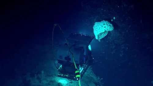 Wirus Rów Mariański