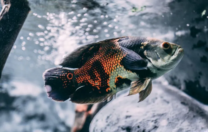 Rybie łuski materiałem, z którego można produkować elektroniczna skórę