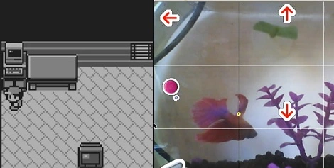 Nie uwierzysz! Ta ryba potrafi grać w Pokemony!