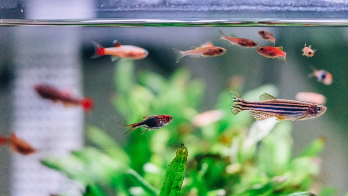 Połączył ryby z konsolą. Ryby popełniły przestępstwo