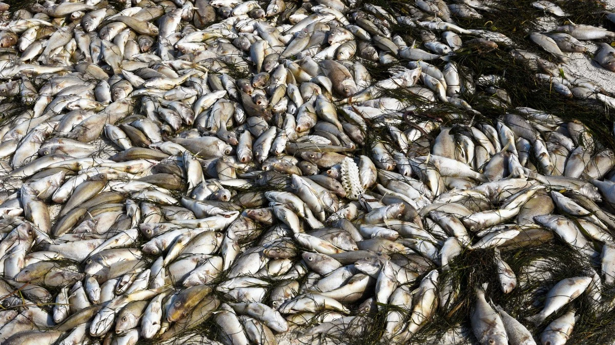 Wyciekły dane osób zgłaszających nieprawidłowości dotyczące Odry