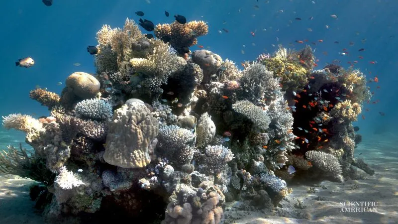 Opracowana idealną metodę usuwania wody z podwodnych zdjęć