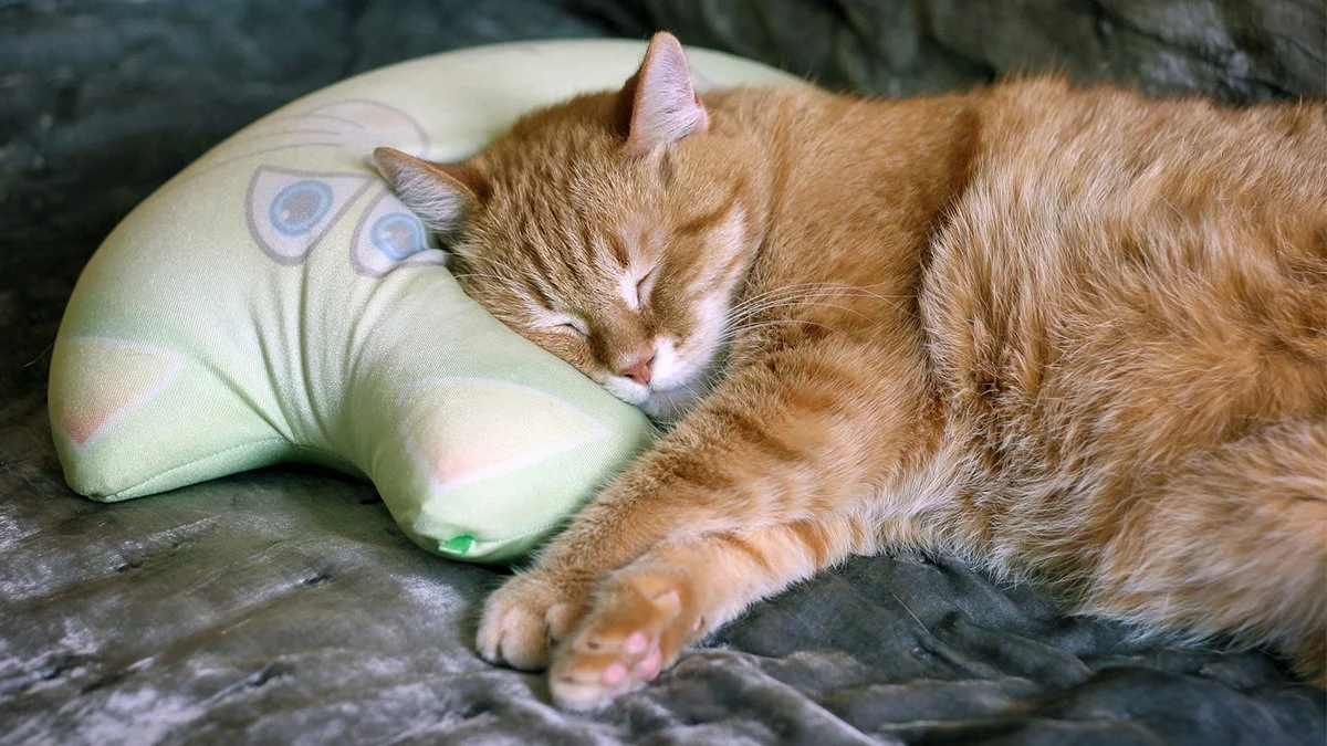 Słuchasz podcastów do snu? Badania potwierdzają ich skuteczność