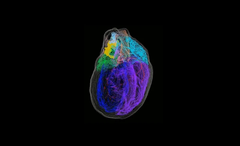 Stworzono pierwszą trójwymiarową mapę „mózgu” serca