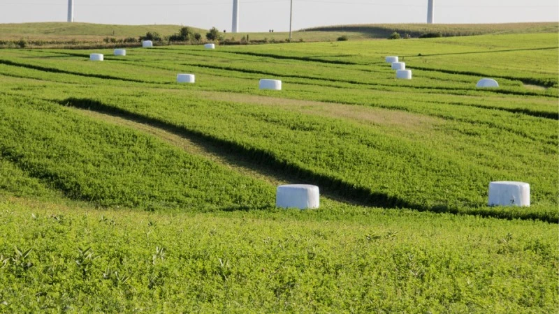 Rolnik z Podlasia użył GPS i fotopułapki, by złapać złodzieja sianokiszonki