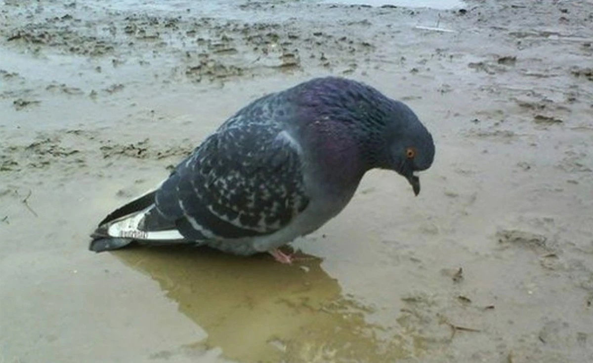 Gołębie a dokładnie to jeden gołąb stojący w kałuży, który jest naprawdę smutny
