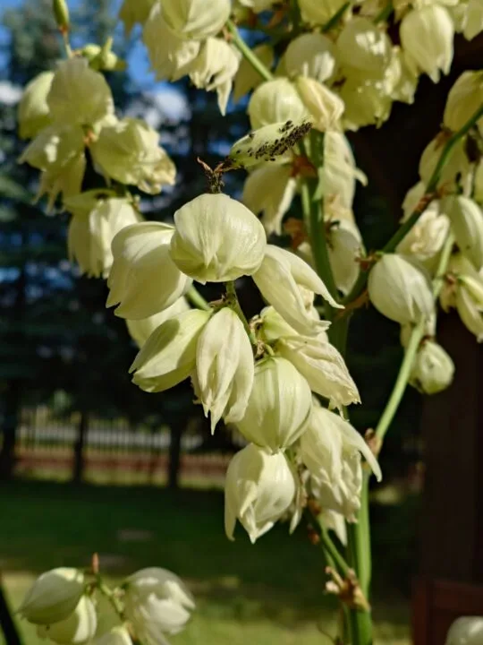 Zoom cyfrowy 2x