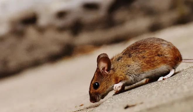 Naukowcy umożliwili kontrolę ruchu szczurów za pomocą mózgu człowieka