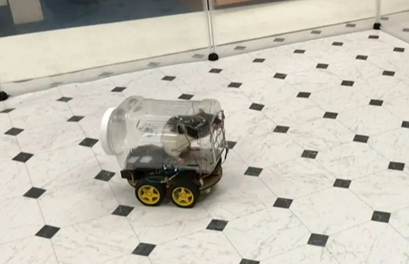 Szczury nauczono jeździć niewielkimi samochodami. Wpłynęło to na ich zdrowie