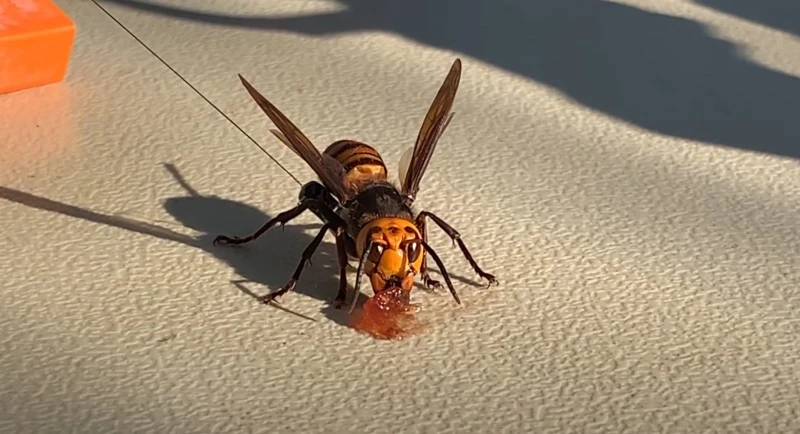 Ten miniaturowy lokalizator namierzył gniazdo morderczych szerszeni