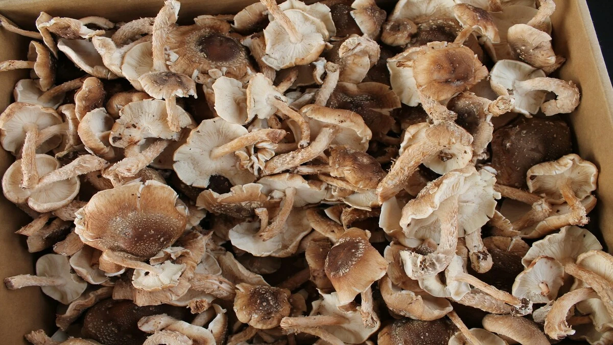 Naukowcy stworzyli „żywe komputery” z grzybów shiitake