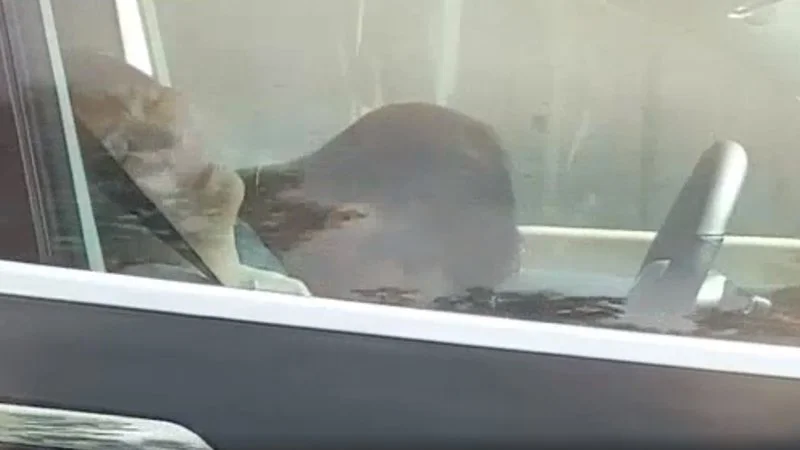 Kierowca zasnął za kierownicą Tesli i jest to co najmniej niepokojące [WIDEO]