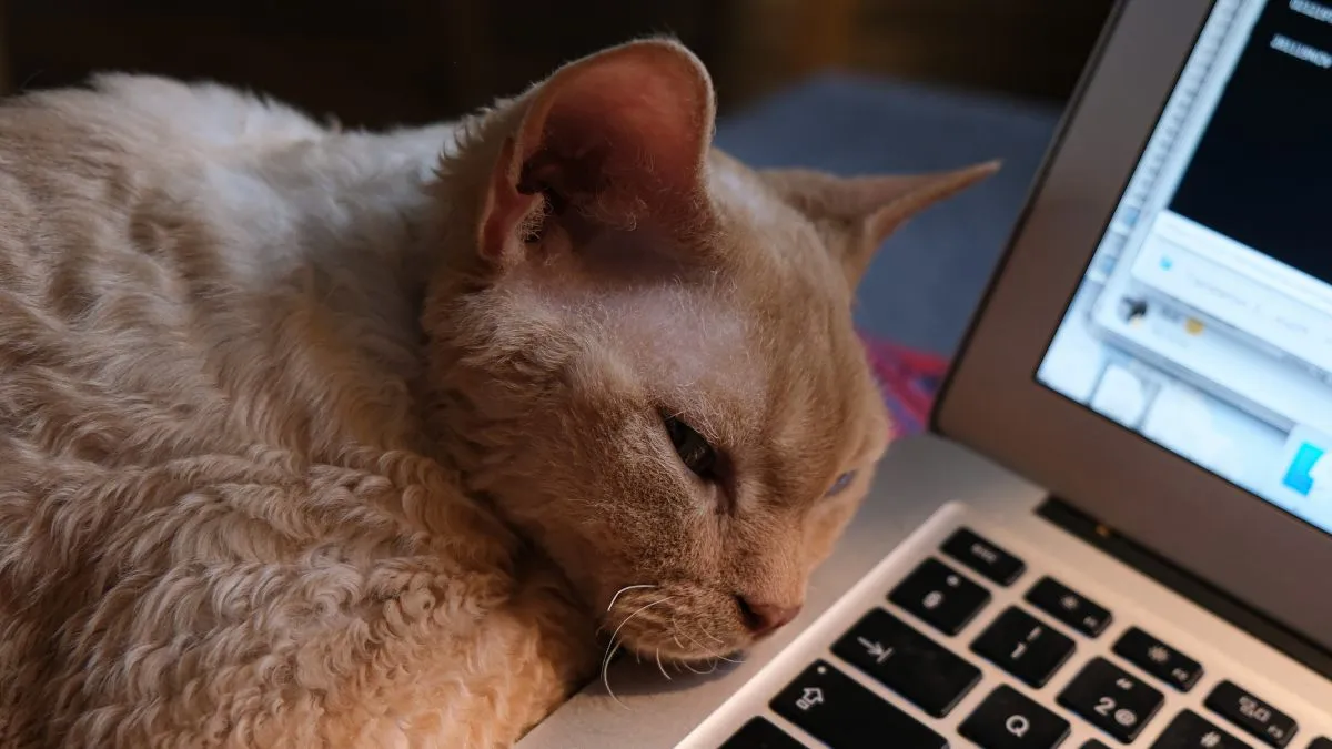 Kot wskoczył na klawiaturę. Spowodował paraliż serwera