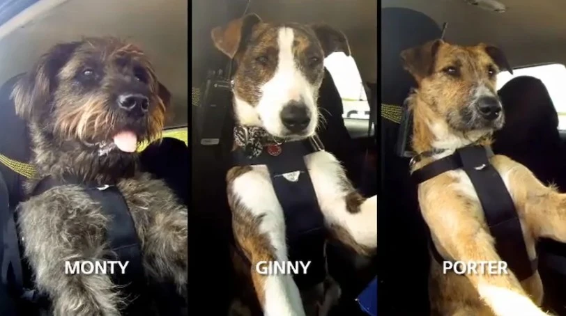 Trzy psy nauczyły się kierować autem