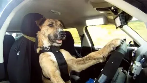 Te psy nauczyły się kierować autem. A jaką Ty masz wymówkę?