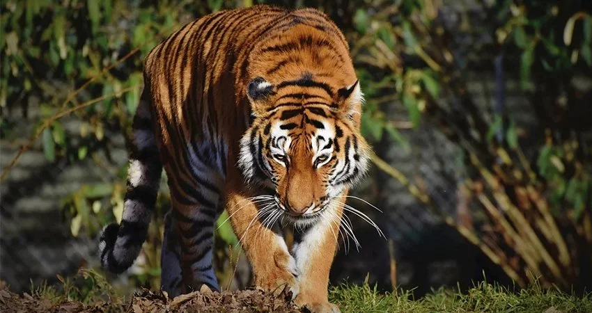 Nie tylko zdjęcia! Google pozwoli także nagrywać zwierzęta 3D