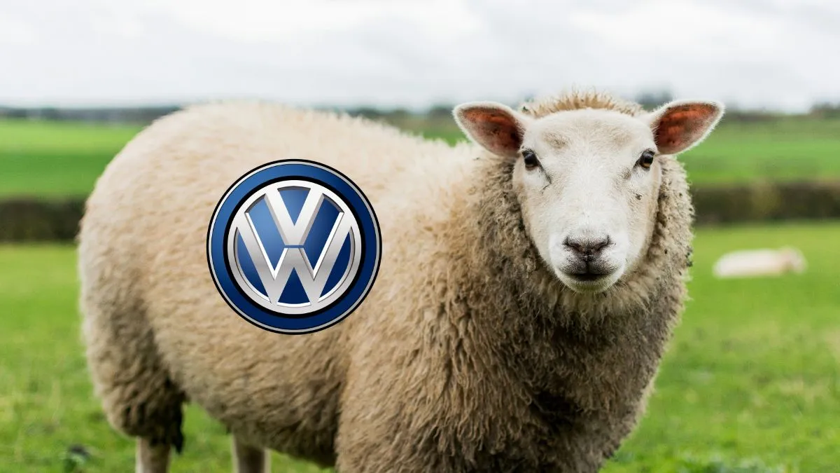 Sto owiec na straży wielkiej fabryki. Volkswagen w Polsce postawił na żywe kosiarki