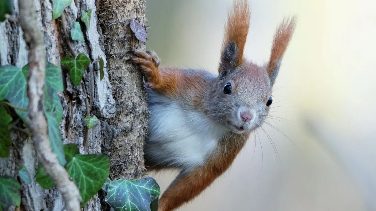 Dron jak wiewiórka: lata, skręca i zatrzymuje się w miejscu