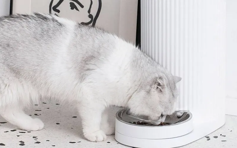 Włamała się do wszystkich karmidełek Xiaomi na świecie. Zwierzęta były zdane na jej łaskę